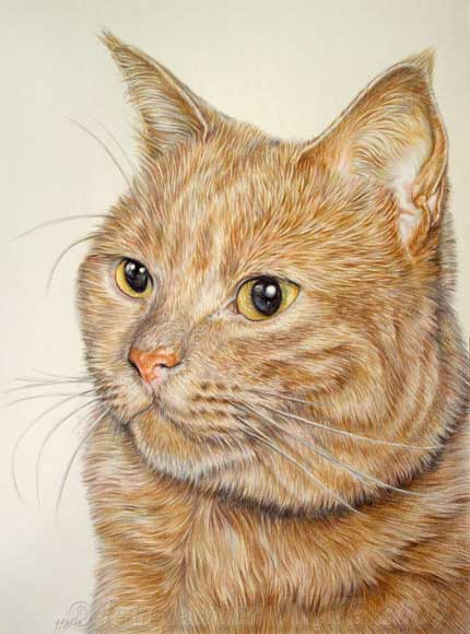 Portrait au crayon du chat roux Frodo